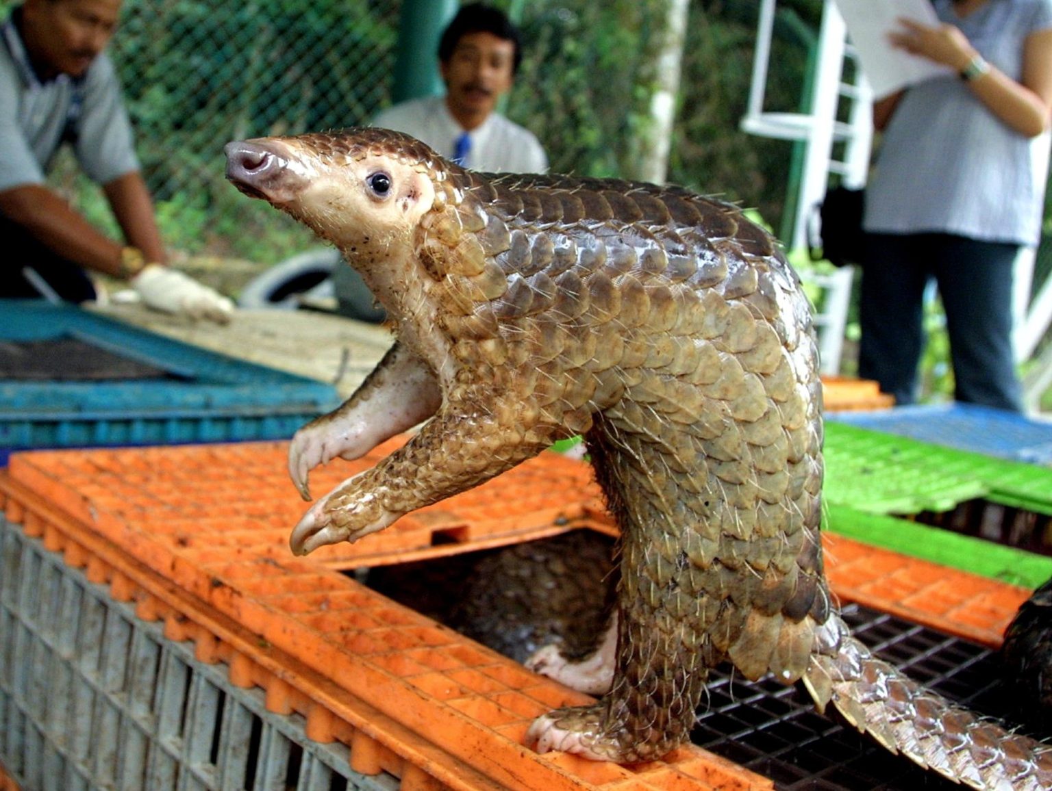 wet-markets-en-wilde-dieren-rare-eetgewoontes-bij-die-chinezen